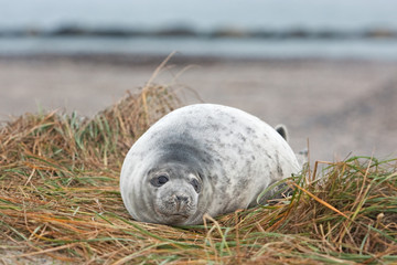 Obraz premium grey seal, halichoerus grypus, Helgoland