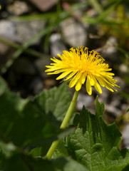 Side view of a bright yellow dandelion flower with out of focus background
