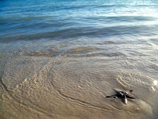 Starfish by the sea