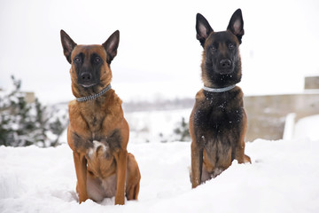 Two obedient Belgian Shepherd Malinois dogs sitting together on a snow and posing in winter