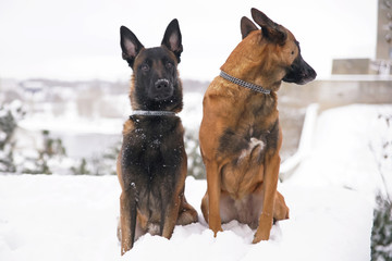 Two obedient Belgian Shepherd Malinois dogs sitting together on a snow and posing in winter