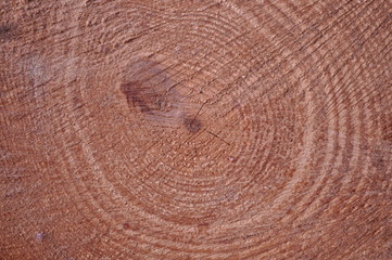 The beautiful cut tree trunk