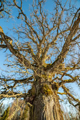 Obraz premium very large hundred years old oak tree in winter
