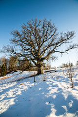 very large hundred years old oak tree in winter