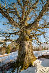 very large hundred years old oak tree in winter