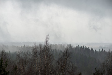 misty forest in winter. far horizon