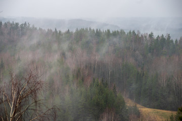 Obraz na płótnie Canvas misty forest in winter. far horizon