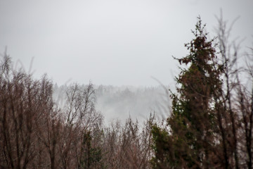 Fototapeta na wymiar misty forest in winter. far horizon