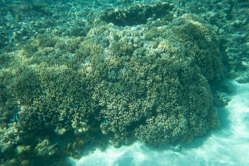 Tropical coral reef and marine life undersea