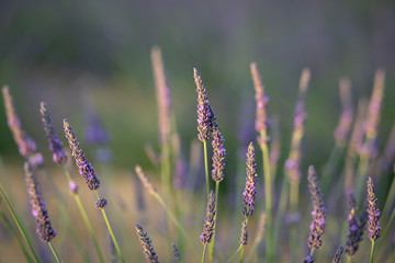 lavender field at sunset