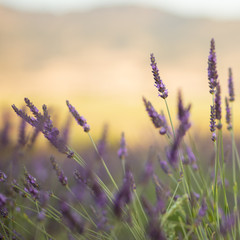 lavender field at sunset