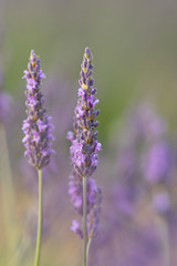 lavender field at sunset