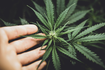 Young cannabis plant. In door grow hemp. Legal Marijuana cultivation in the home. Cannabis at the...