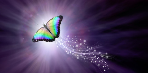 Multicoloured Butterfly taking flight into the Light - a large butterfly rising up with a trail of sparkles against a purple radiating background into the light with copy space © Nikki Zalewski