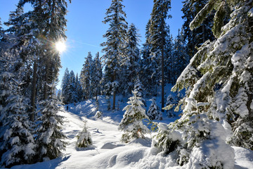 Wildmoosalm, Seefeld