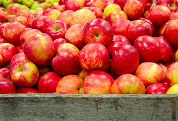 red and yellow Michigan apples in rustic wooden crate