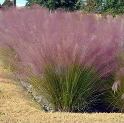  specimen of  Muhlenbergia capillaris grass