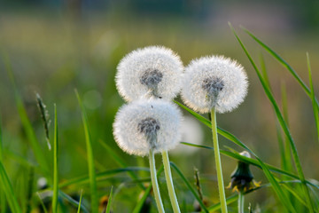 Pusteblumen