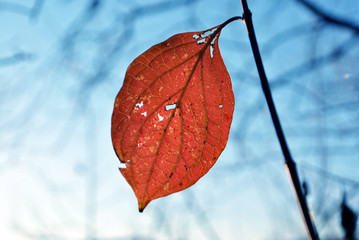 Twig with bright red leaf and bright blue sky background