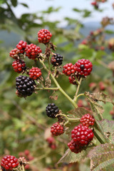 Plump Blackberries Ripening in the Summertime