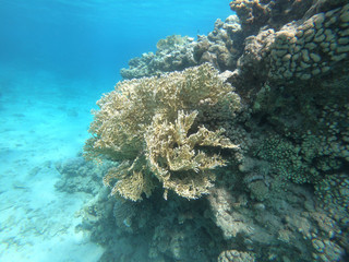 Net Fire Coral