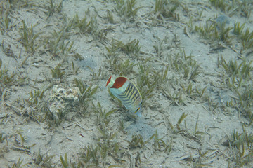Crown Butterflyfish in Red Sea
