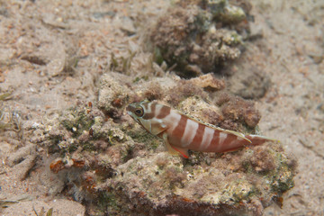 Blacktip Grouper in Red Sea