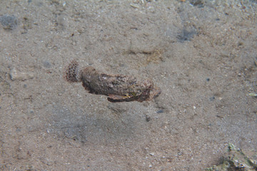 Bearded Scorpionfish in Red Sea