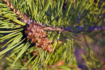 Pine branch with pine cone, soft blurry background
