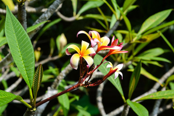 Thailändische Blume