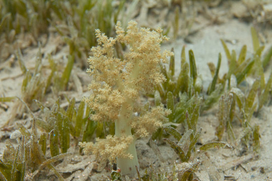Broccoli Coral in Red Sea