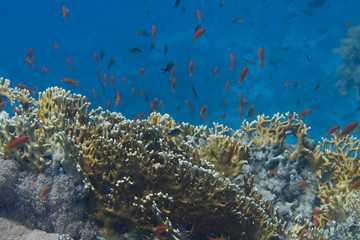 Fototapeta na wymiar Lyretail Anthias and Arabian Chromis with Net Fire Coral in Red Sea