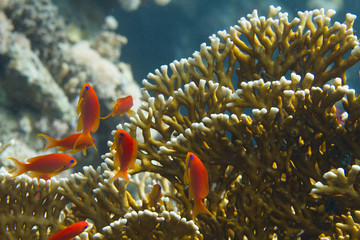 Naklejka na ściany i meble Lyretail Anthias with Net Fire Coral in Red Sea