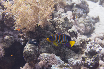 Regal Angelfish in Red Sea