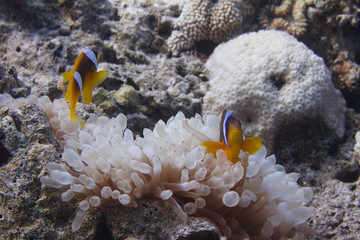 Red Sea Anemonefish in Bubble-Tip Anemone
