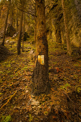 Walk through a burnt forest