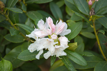 Close-up of white rhododendron flower starting to bloom in a garden
