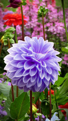 Obraz premium violet chrysanth in a flowerbed by jziprian