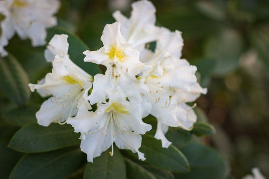 Close-up of white rhododendron flower in full bloom in a garden
