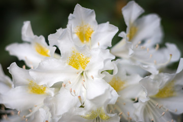 Close-up of white rhododendron flower in full bloom in a garden
