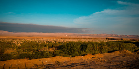 Oasis Antofagasta desierto