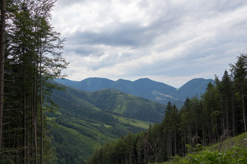 Fototapeta na wymiar The forest in the national park Mala Fatra, Slovakia.
