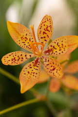 Fototapeta premium Little Yellow Flower