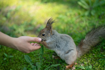 curious squirrel in the Park on the green grass