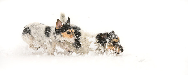 Jack Russell Terrier dog in the snow. Cute funny dog is running in front of snowy background
