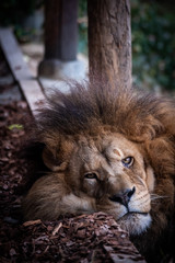 Lion couché
