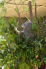 子どもコアラ、食事中