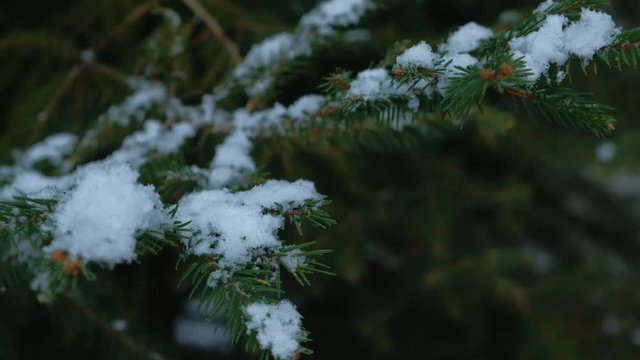 Close-up snow flakes flying and landing on firtree branches