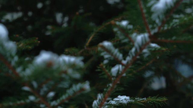 Close-up with shifting focus on snow flakes landing on firtree branches