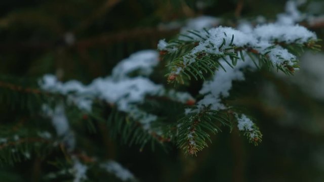 Close-up with shifting focus on snow flakes landing on firtree branches